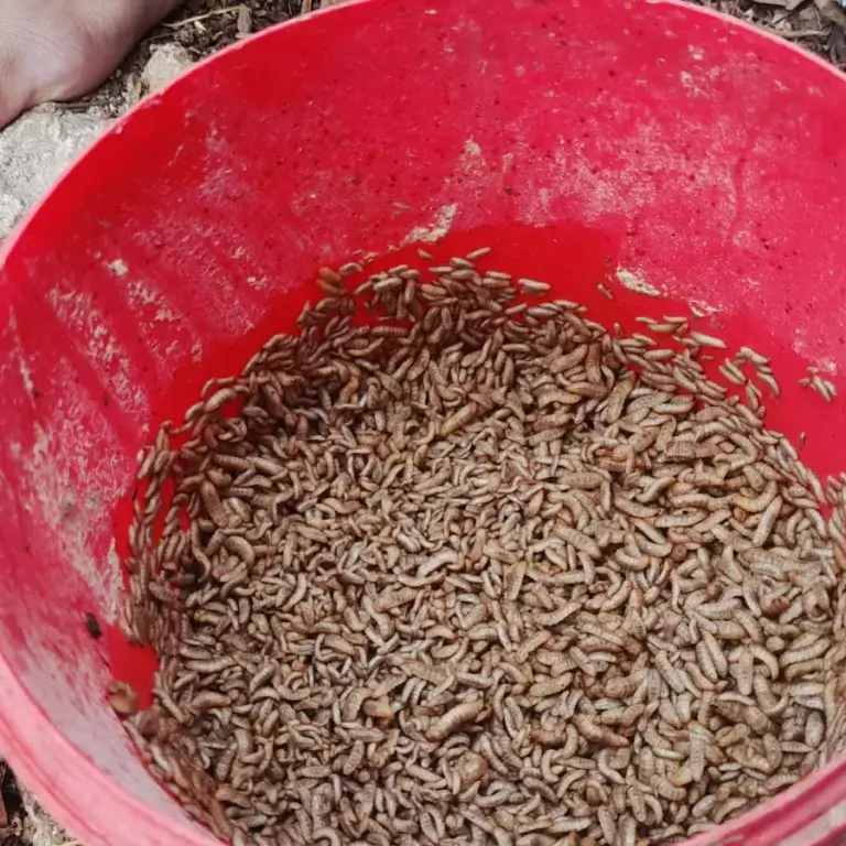 bsf larvae in bucket